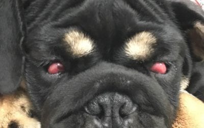 Q&A: How Can I Fix My Dog’s Cherry Eye?