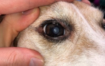 Q&A: What’s That Growth on My Dog’s Eye?