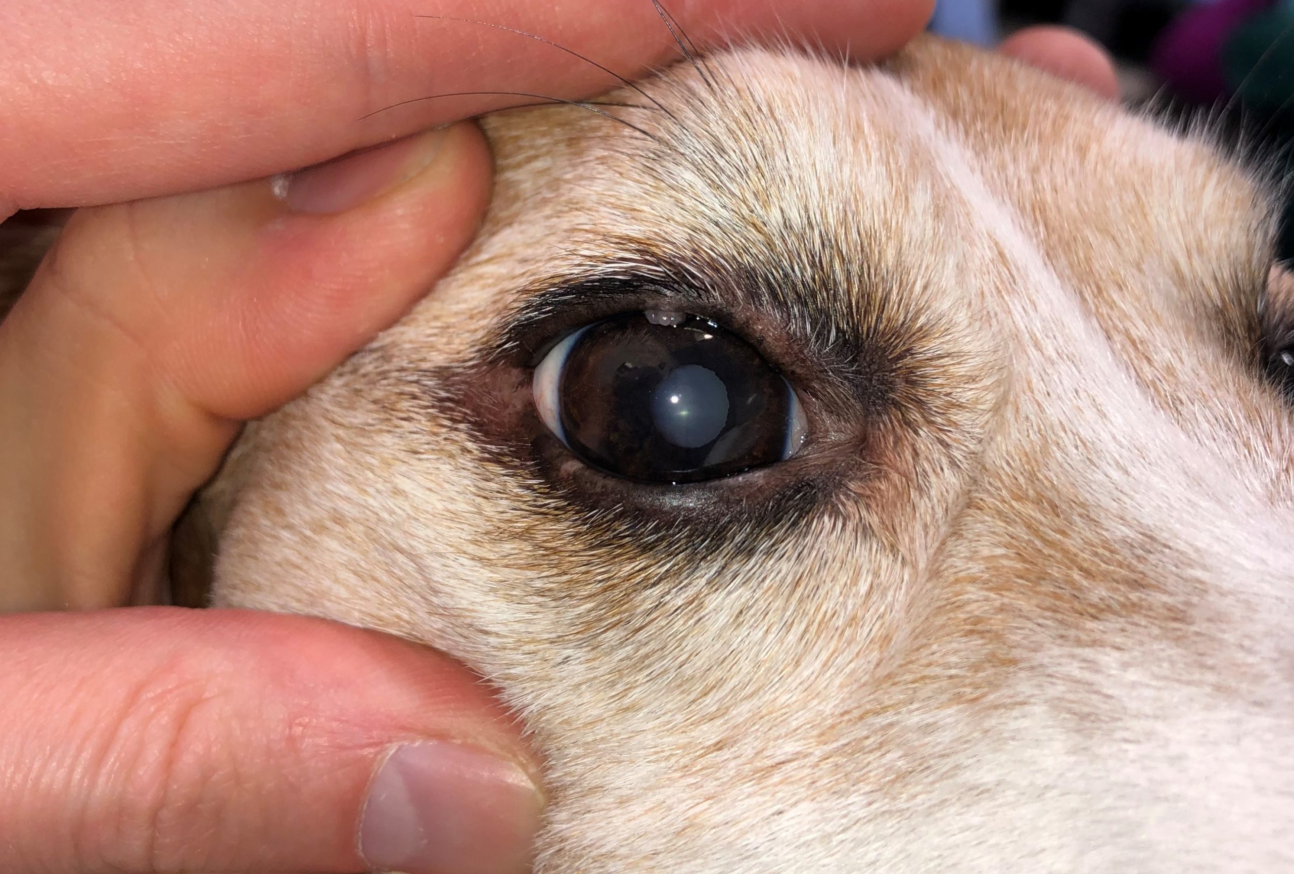 Q A What s That Growth On My Dog s Eye Veterinary Revision