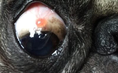 Q&A: What is This Bump On My Dog’s Eye?