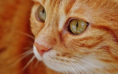 How to Keep Your Pet’s Eyes Healthy