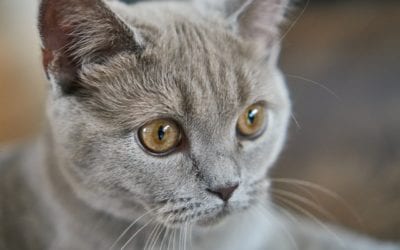 3 Common Eye Problems in Cats