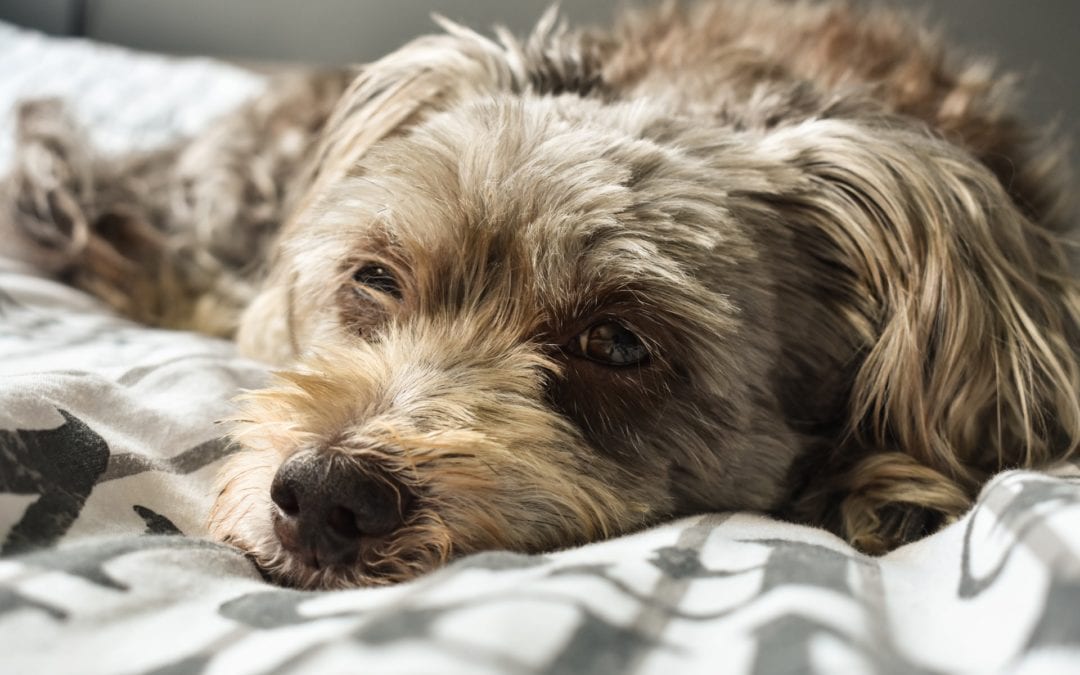 Is Cataract Removal Surgery Right for You and Your Dog?