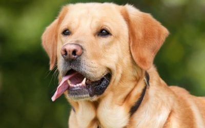 Eye Diseases That Affect Your Favorite Dog Breeds