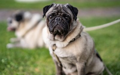 Almost Every Pug Gets This Disease… And You Can Do Something About It