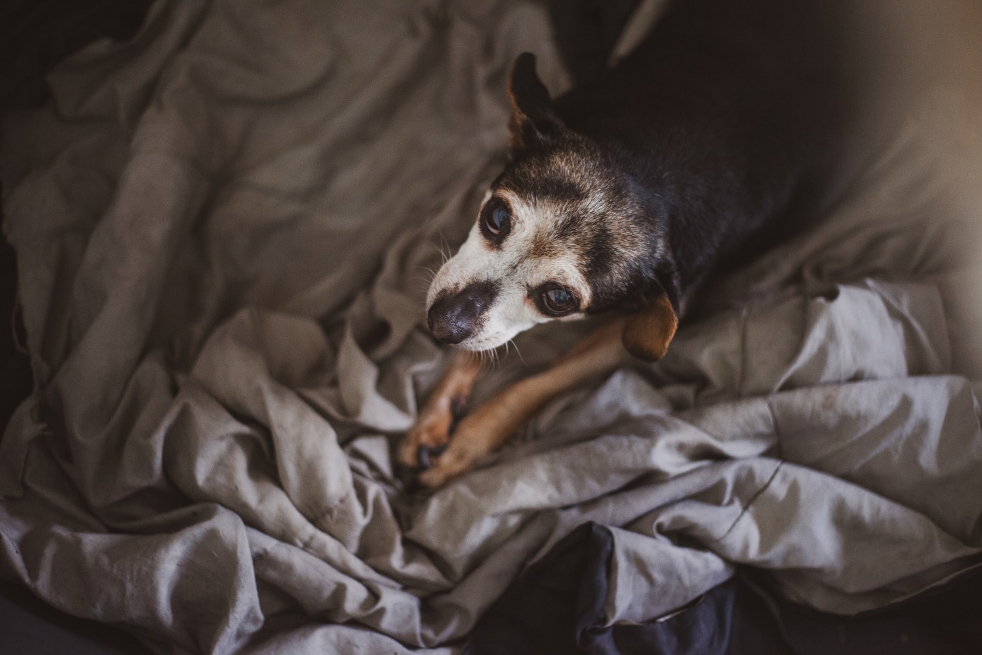 Mental stimulation for blind dogs