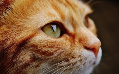 Managing Vision Loss in Senior Pets