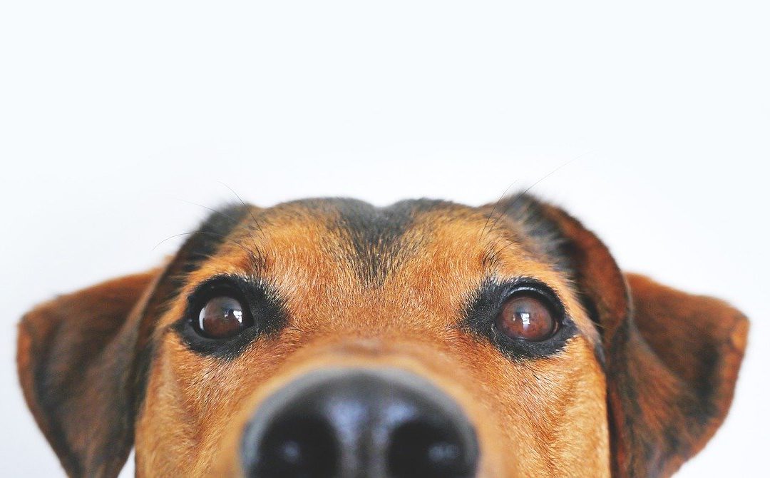 Catching Pet Glaucoma before It’s Too Late