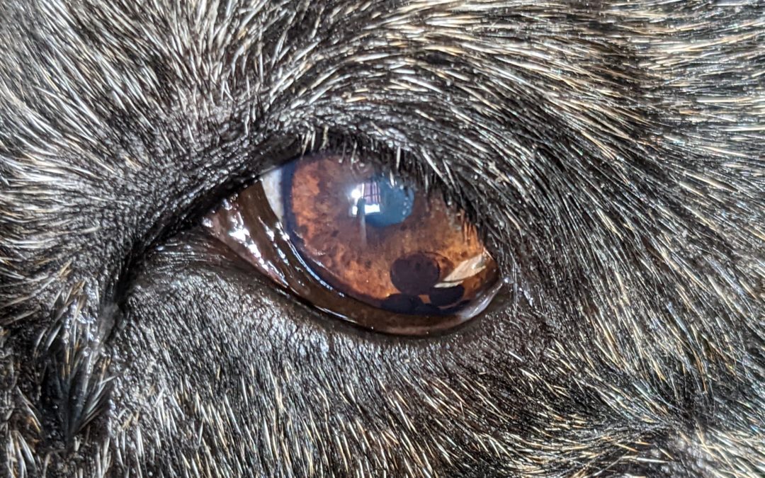 Q&A: What are these brown dots in my dog’s eye?