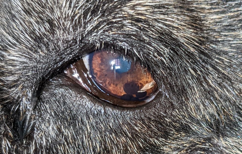 q-a-what-are-these-brown-dots-in-my-dog-s-eye-veterinary-revision