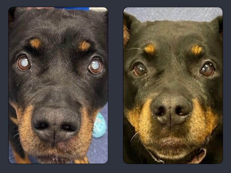 Cataracts before and after image Cataracts before and after image