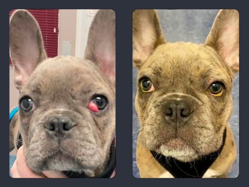 Cherry Eye Cover image Cherry Eye