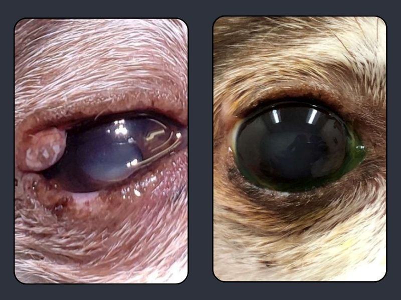 EyeLid Mass Cover image EyeLid Mass