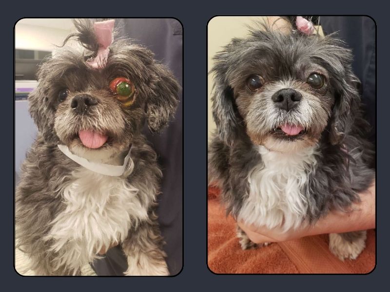 Other cover image EyeLid Mass