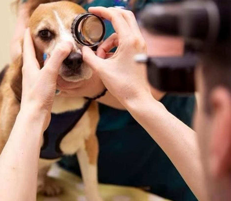Beagle eye exam with lens.