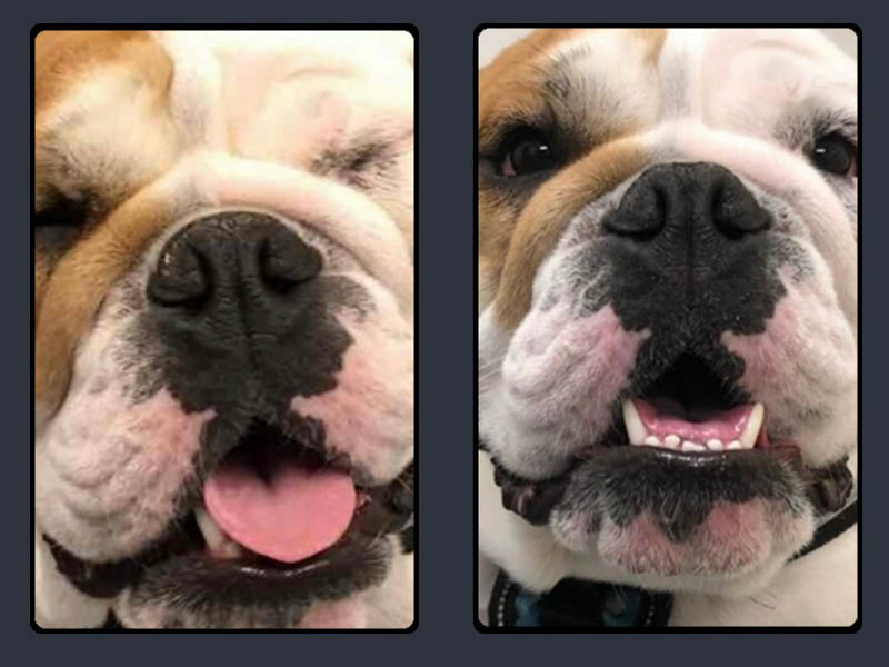 Cryotherapy-for-Distichia Cryotherapy-for-Distichia