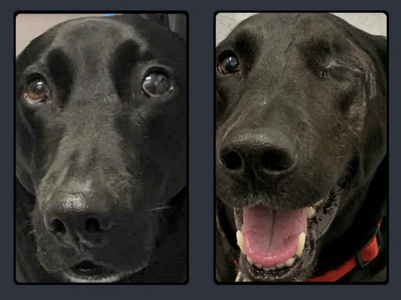 Enucleation Enucleation