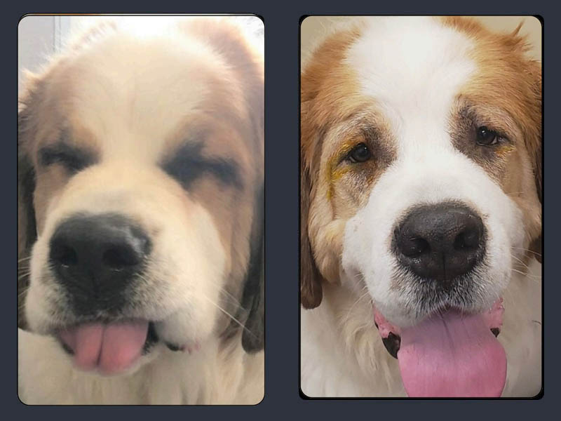 800 x 600 - Cataracts before and after image Entropion